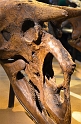 Kids_PNaSMuseum-2013 (42)